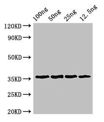 ANXA13 Antibody