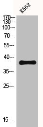 CXCR3 Antibody