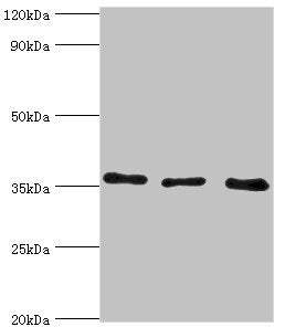 ANXA4 Antibody