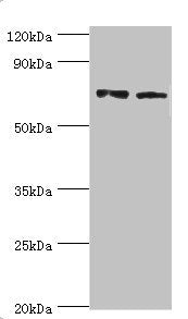 ANXA6 Antibody