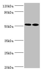 ANXA7 Antibody