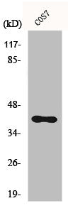 ACKR3 Antibody