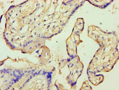 ANXA9 Antibody