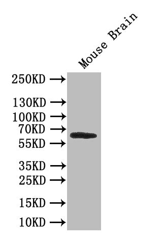 AOAH Antibody