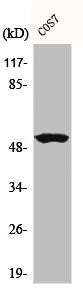 CCNA1/CCNA2 Antibody