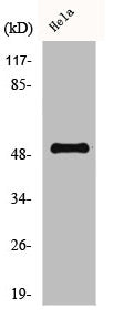 CCNA1 Antibody
