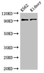 AP1G1 Antibody