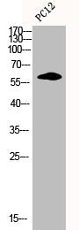 CCNB1 Antibody
