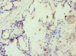 AP2A1 Antibody