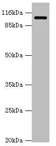 AP2A2 Antibody
