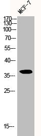 CCND1 Antibody