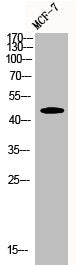 CCNE1 Antibody