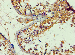 APBB1 Antibody