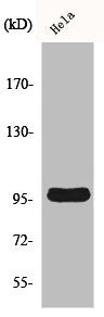 CNNM2 Antibody
