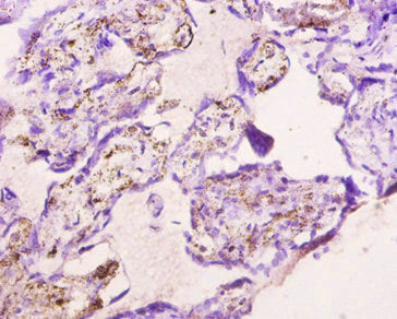 APLN Antibody