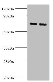 APLP1 Antibody