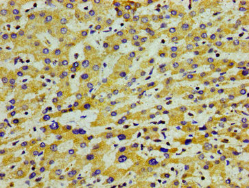 APOA5 Antibody