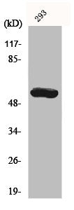 CYP19A1 Antibody