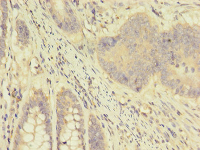 APOD Antibody