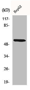 CYP26A1 Antibody