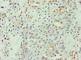APOL1 Antibody