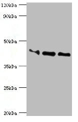 APOL1 Antibody