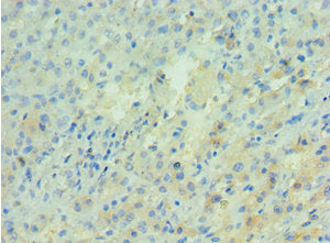 APRT Antibody