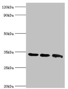 AQP4 Antibody