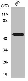 CYP2D6 Antibody