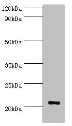 ARF3 Antibody