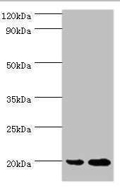 ARF6 Antibody