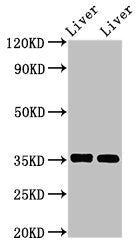 ARG1 Antibody