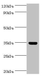 ARG1 Antibody