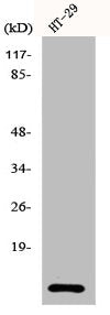 CSTA Antibody