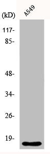 CYB5A Antibody