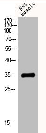 CYC1 Antibody