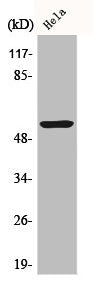 KRT10 Antibody