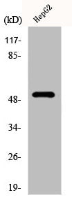 KRT13 Antibody