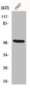 KRT15 Antibody