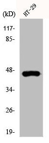 KRT18 Antibody