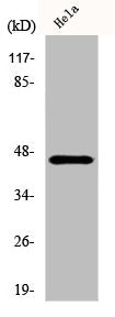 KRT18 Antibody