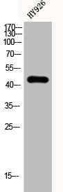 KRT19 Antibody
