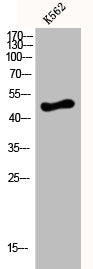 DRD4 Antibody