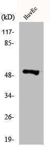 DAPK3 Antibody