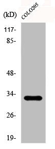 PPP1R1B Antibody