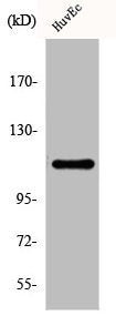 DAXX Antibody