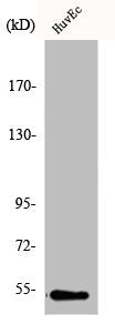 GC Antibody
