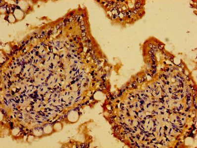 ARL4C Antibody