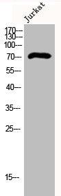 DCLK3 Antibody