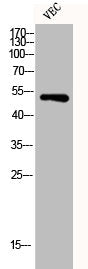 DES Antibody